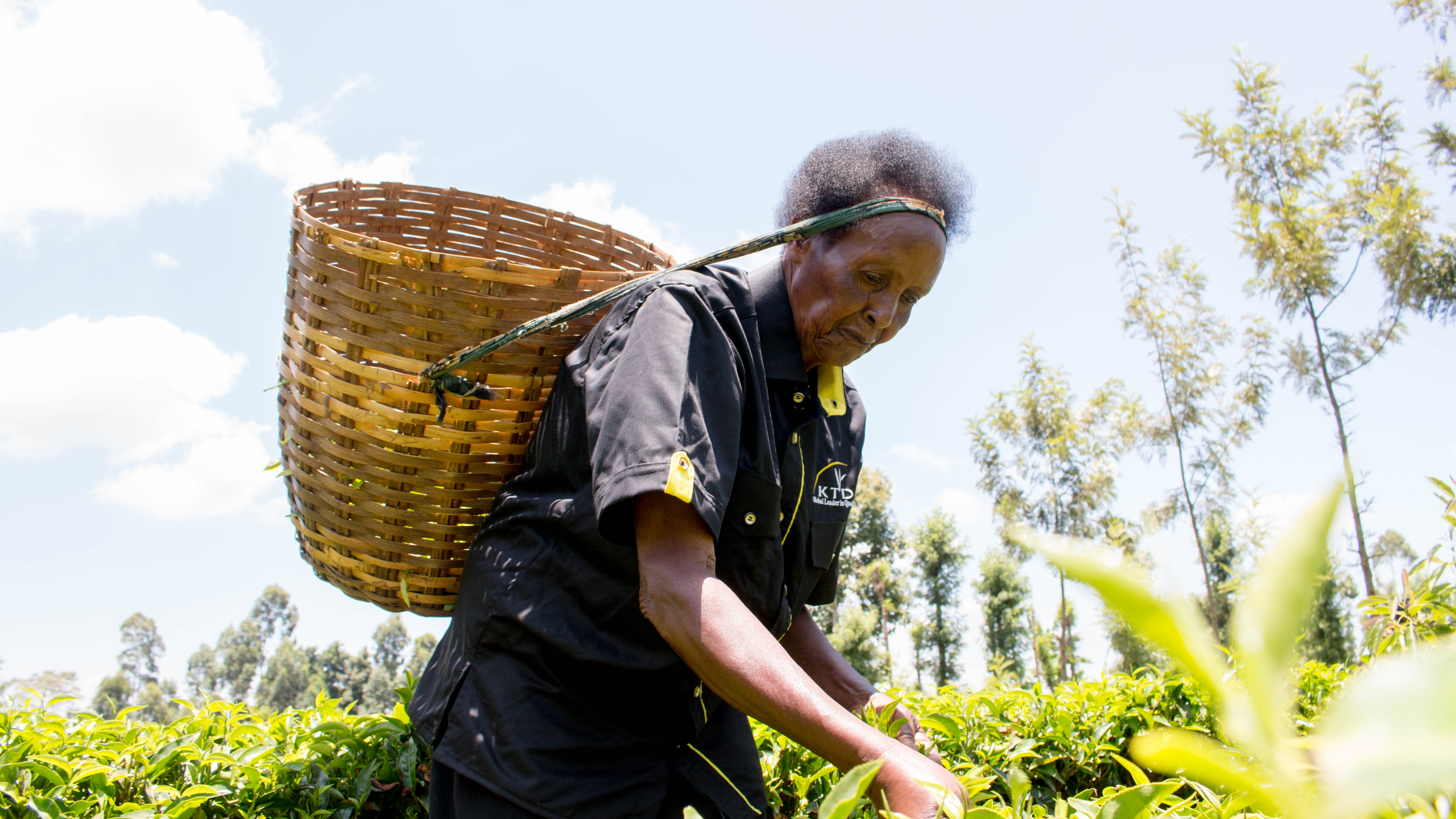 Low rainfall, high cost of farm inputs hindering agriculture production – CBK