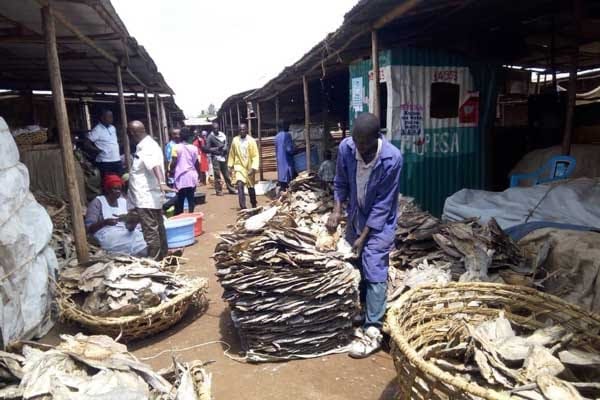Fish farming, a life changer for many lives in Busia
