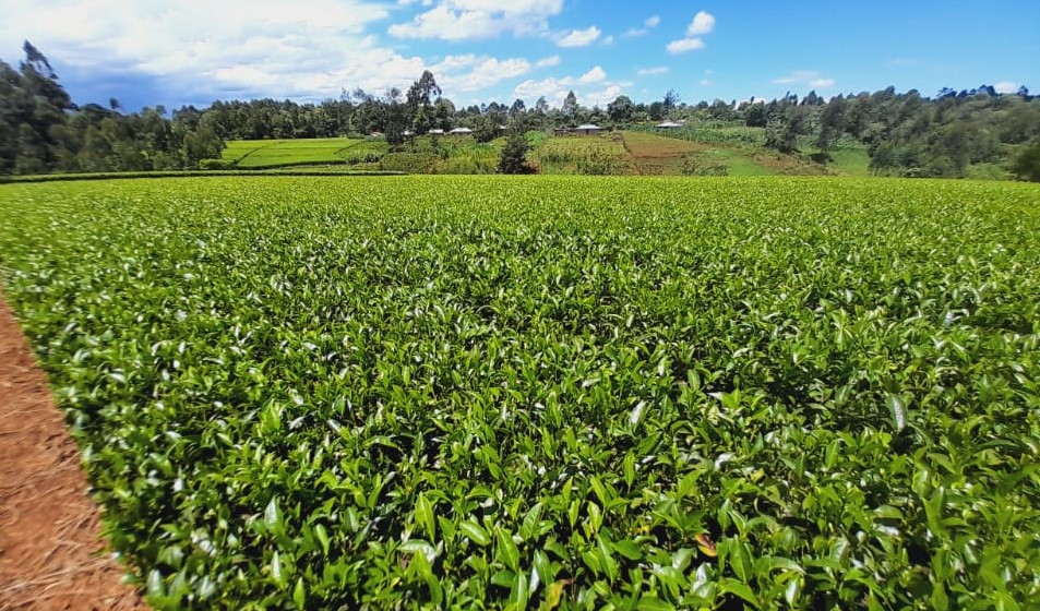 Independent tea producers hail government reforms