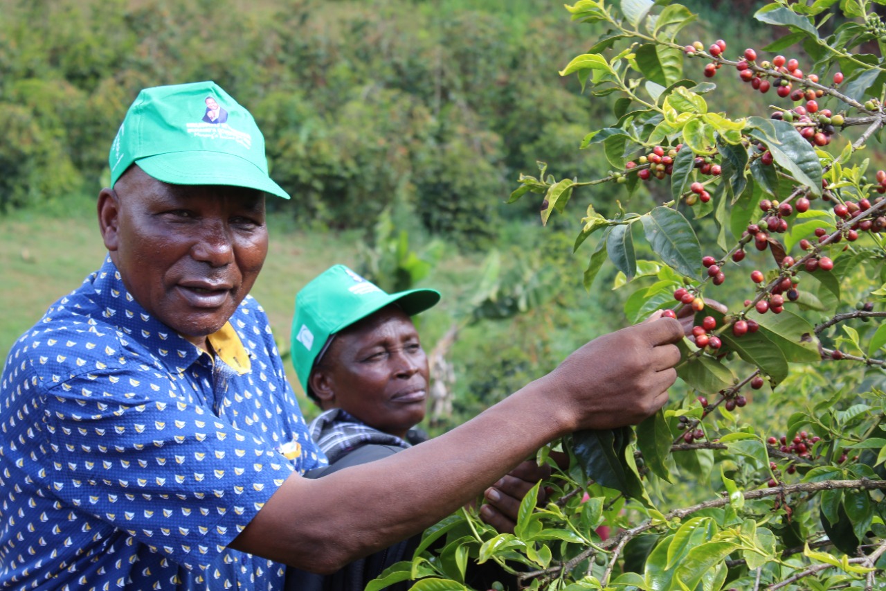 Murang’a coffee farmers visit Nyeri for benchmarking programme