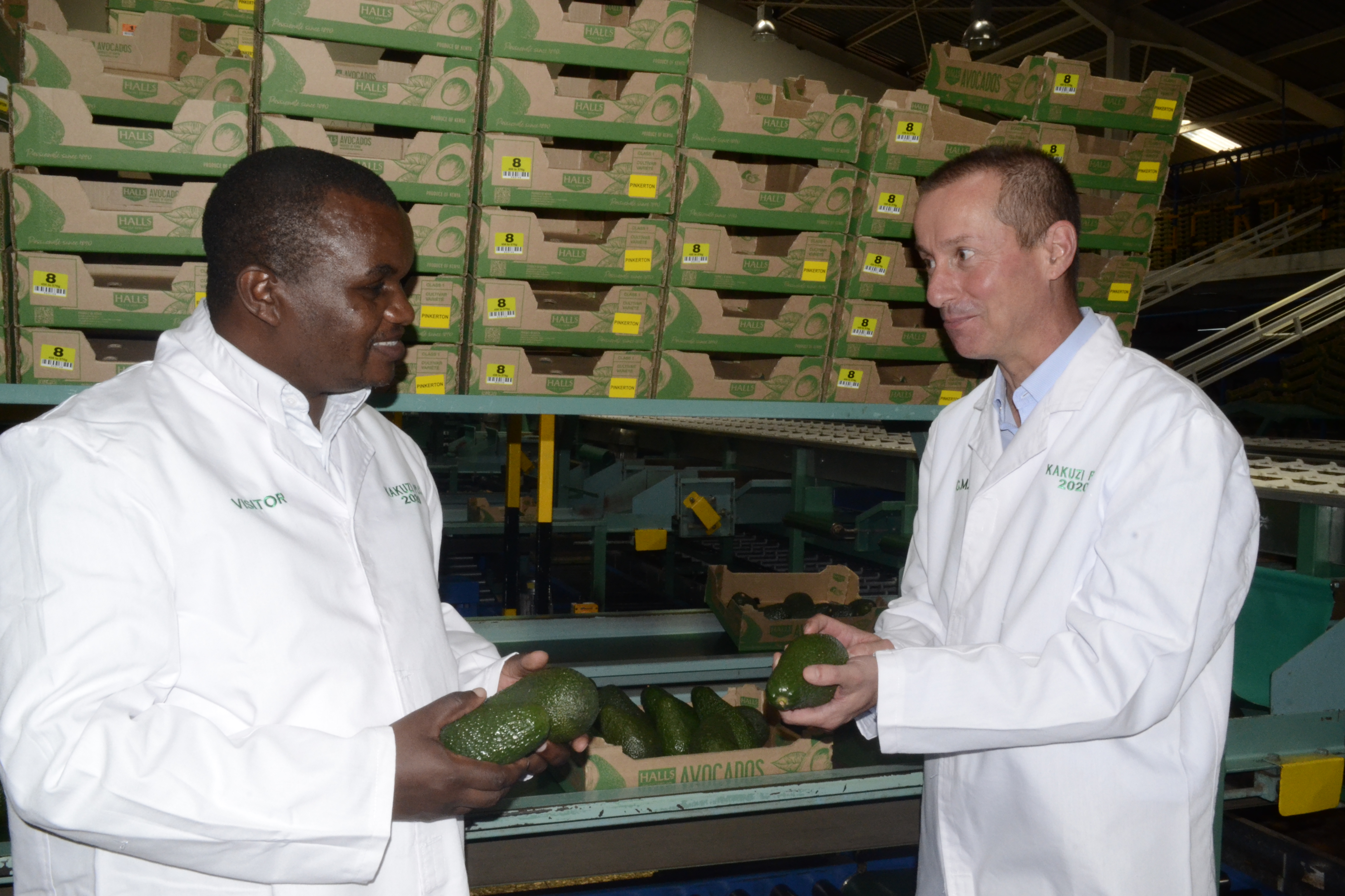 Kakuzi to ship inaugural avocado consignment to China this weekend