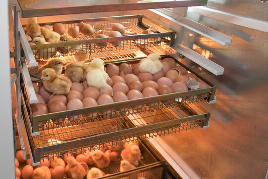 Crackdown unregulated poultry hatcheries, Government told
