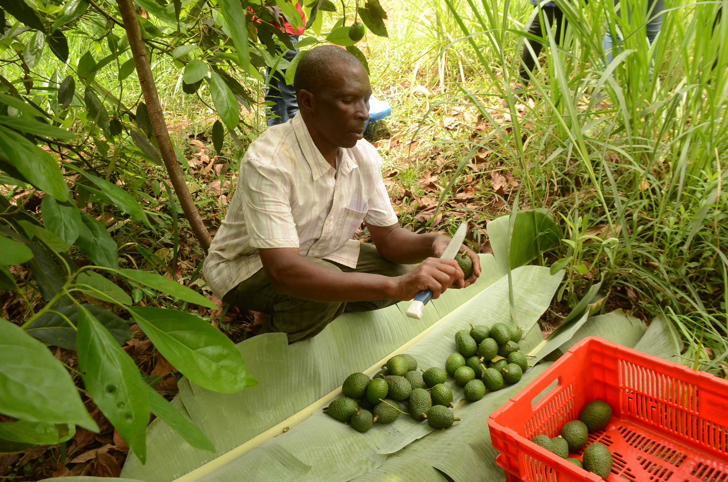 Farmers call for combined efforts to curb rampant theft of avocadoes