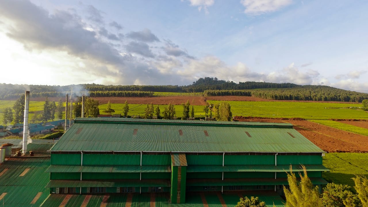 Lack of rain leads to reduced tea production