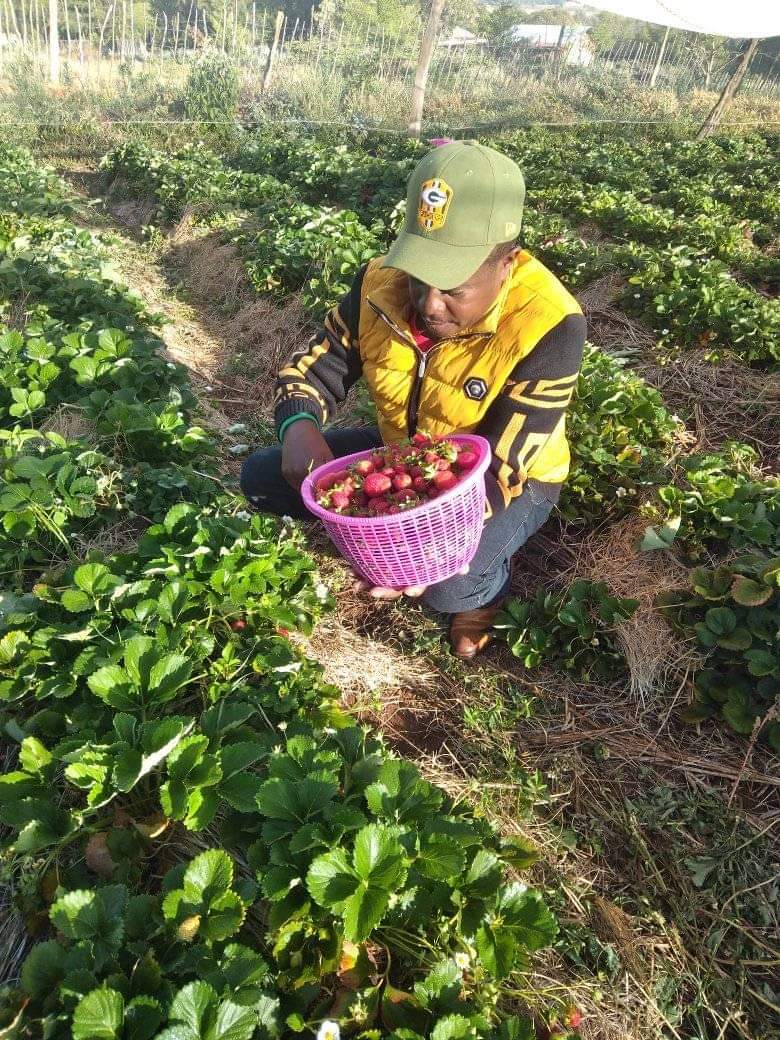I quit Barclays Bank job to venture into strawberry farming