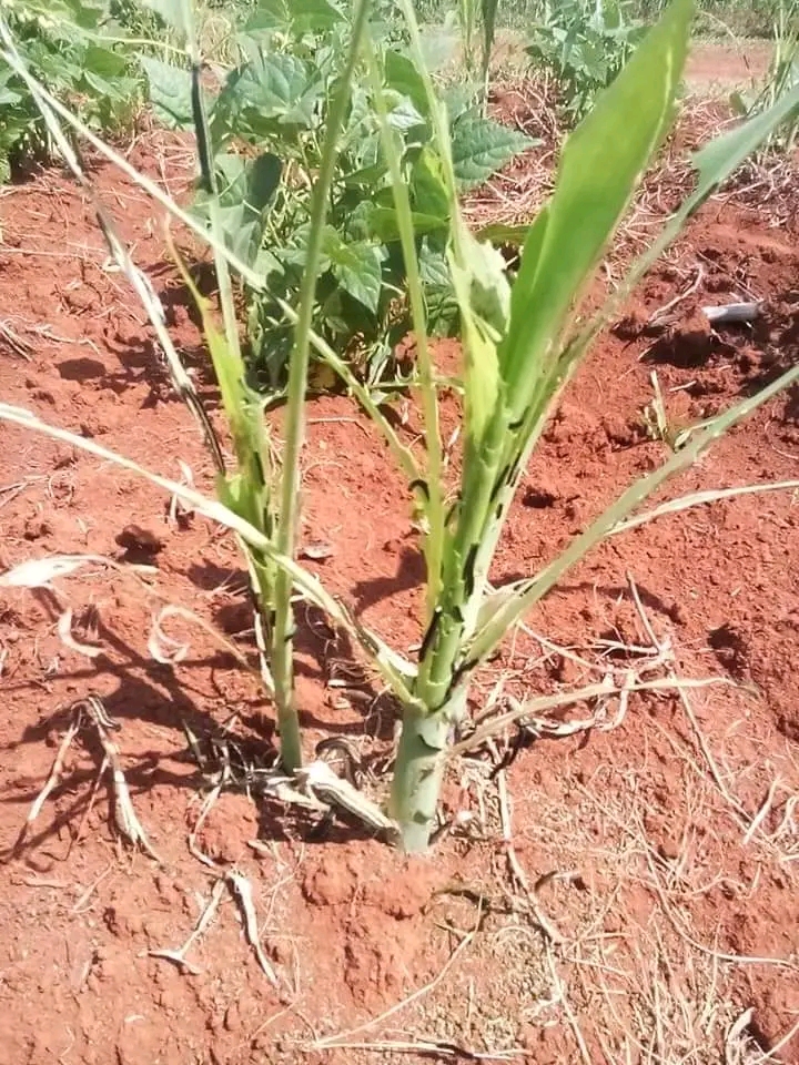 Farmers in Agony as Fall Army Worms invade Farms and Grazing Fields