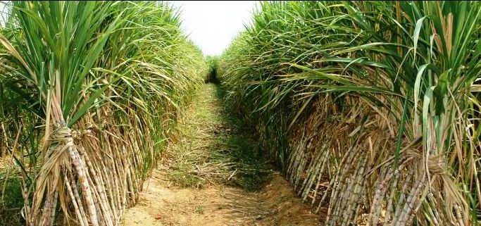 Embrace sugarcane farming, Barasa advice Kakamega residents  