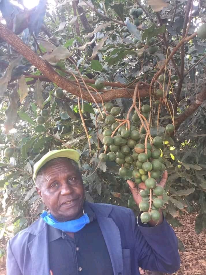 A boon for macadamia farmers in the county as earnings soar