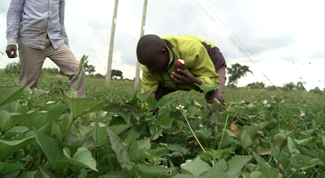 Lack of manpower delaying operations at Migori sweet potato plant