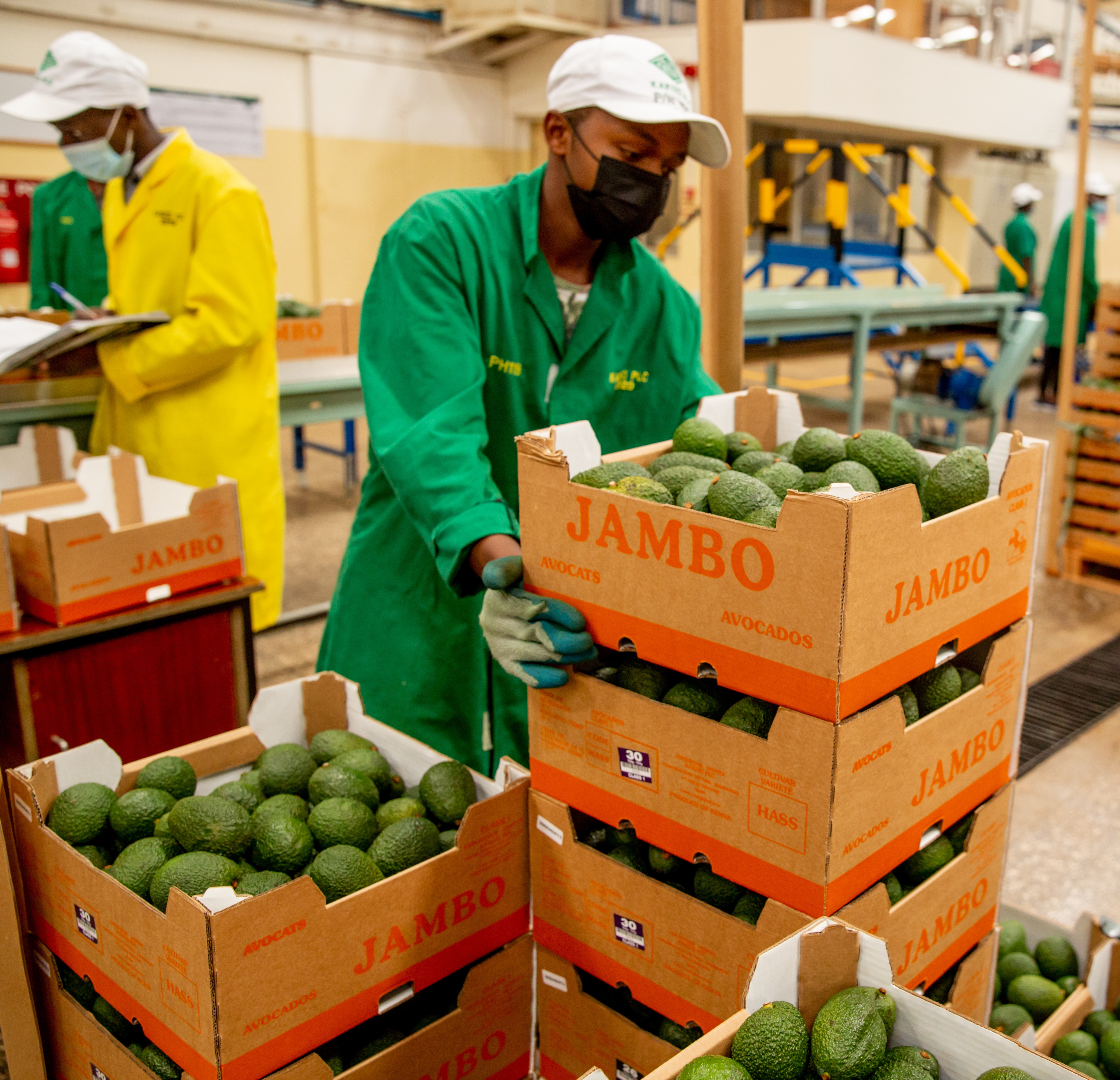 State allows avocado exports on crop maturity