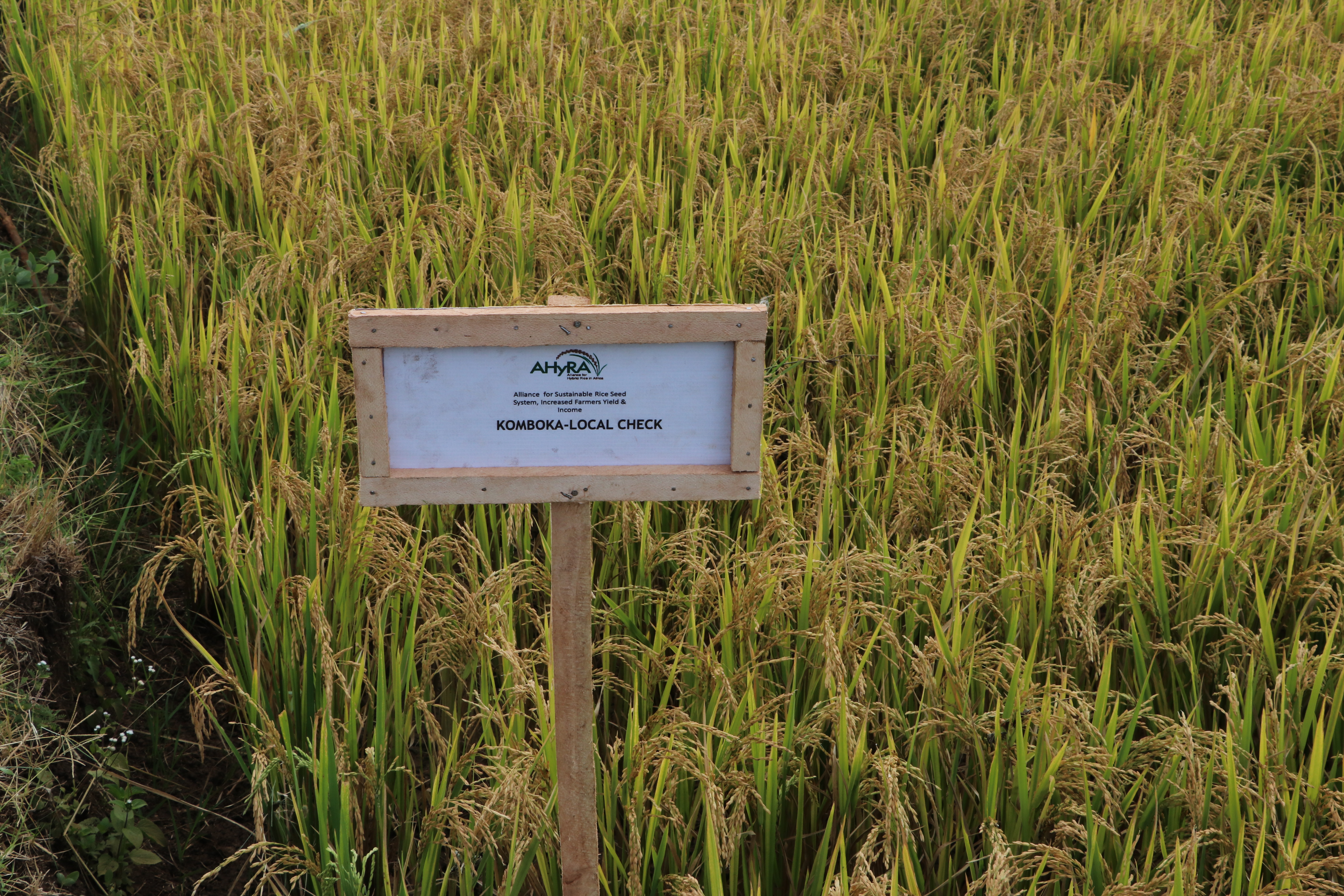 Mwea farmers urged to embrace new rice hybrid to boost production