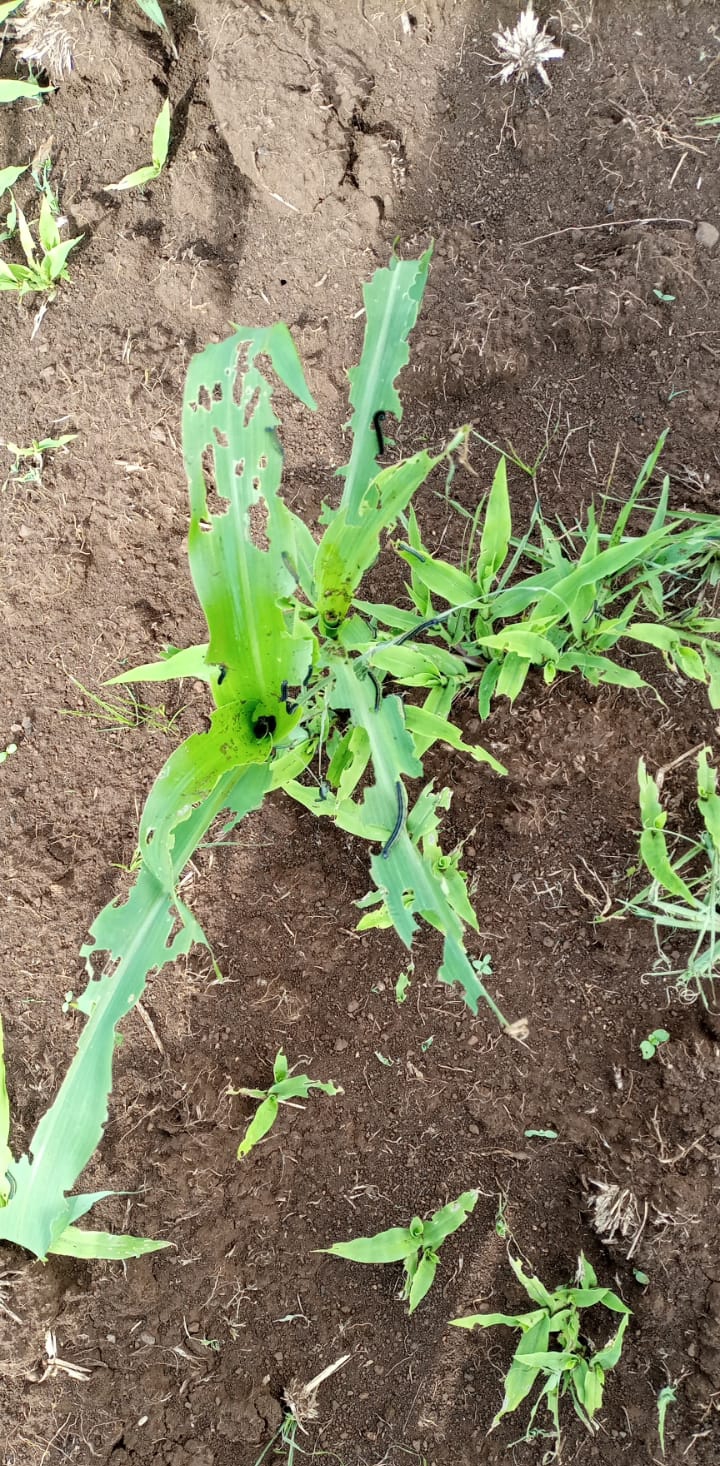 Kajiado embarks on African armyworms taming