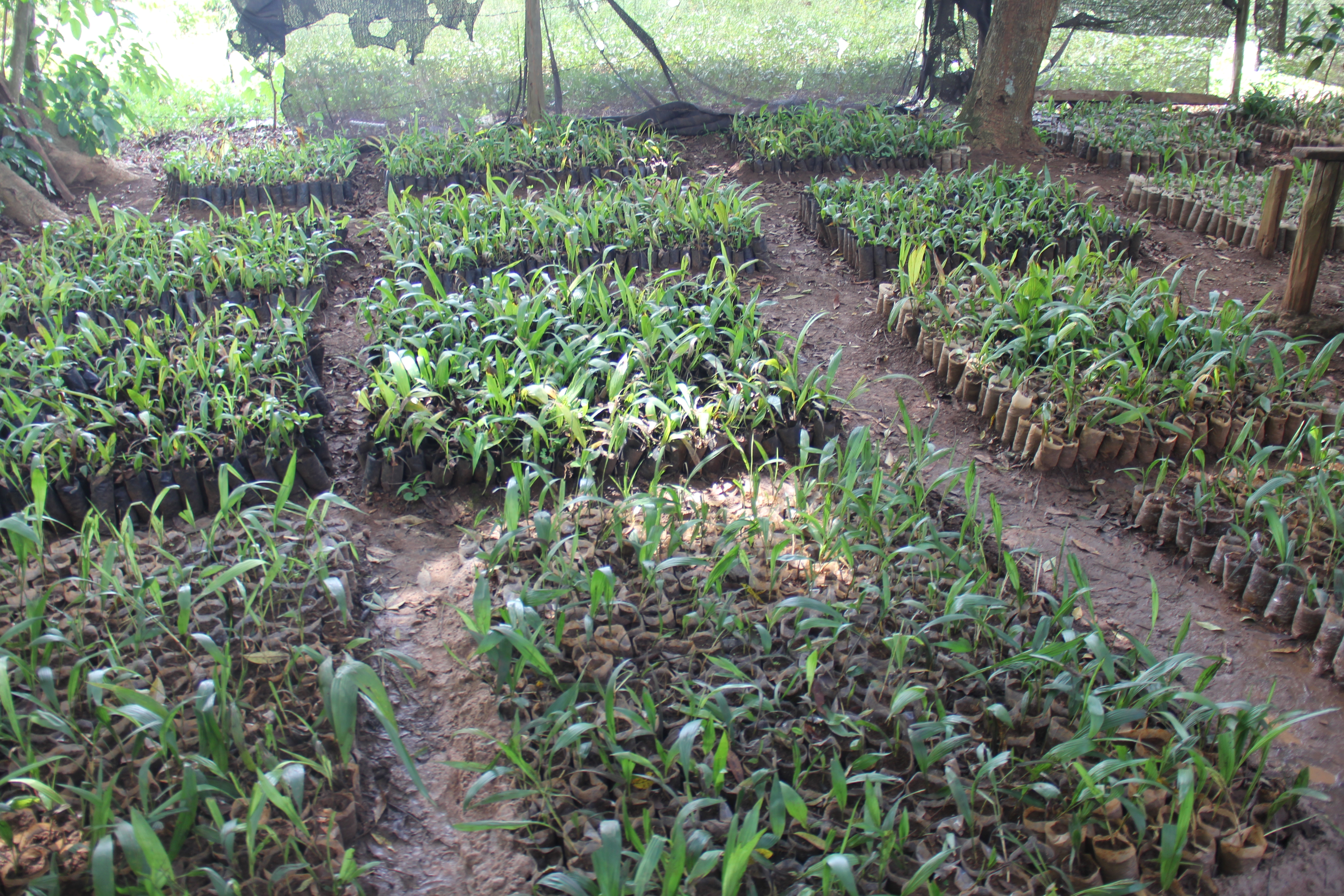 Palm trees, the hidden ‘goldmine’ in Busia