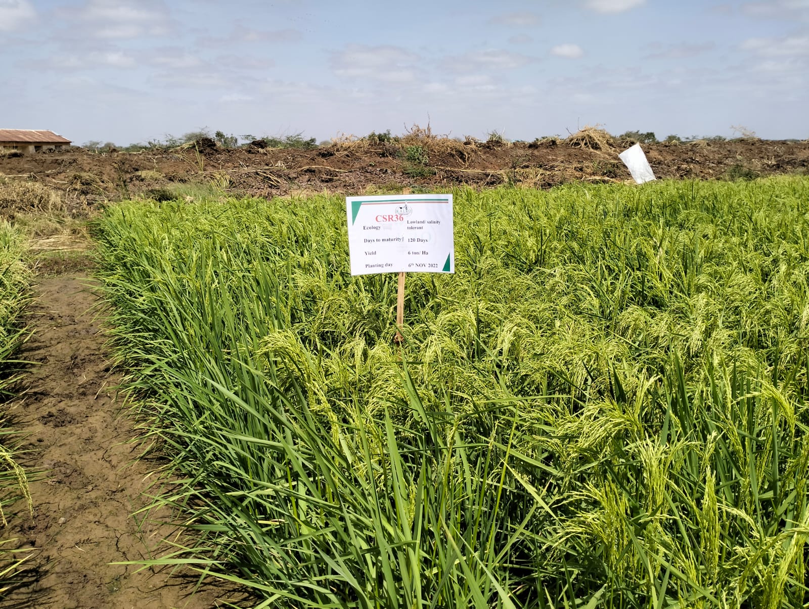 KALRO develops climate-smart rice variety to boost production 