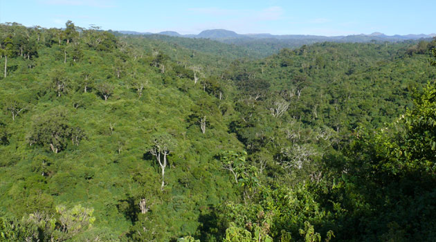 Nyeri Court blocks Aberdare development to protect ecosystem