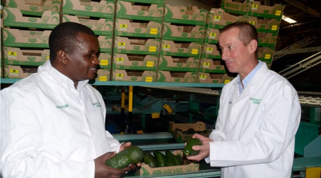 Murang’a farmers to export avocados