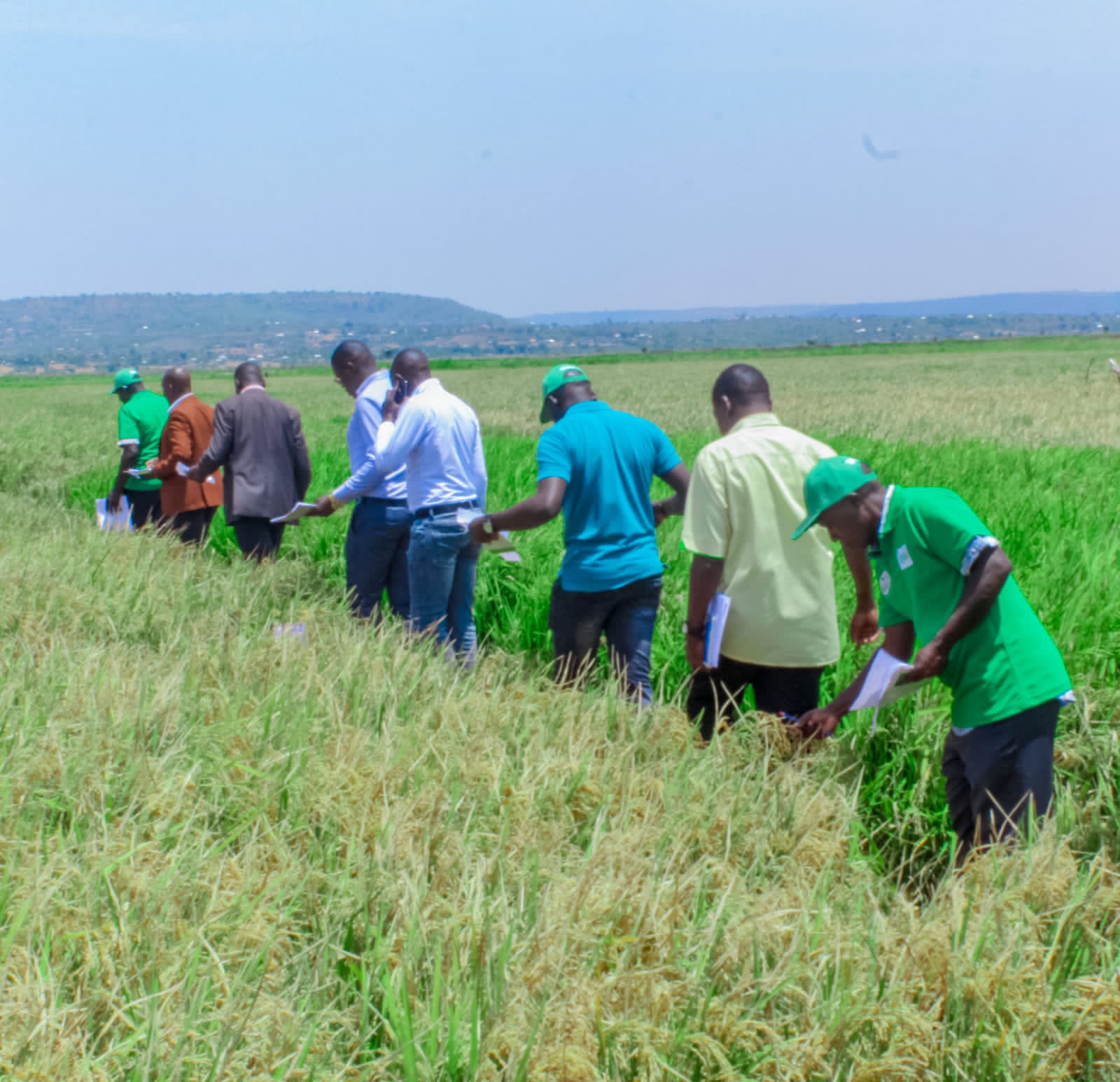 Lower Kuja scheme rice growers encouraged to embrace new varieties