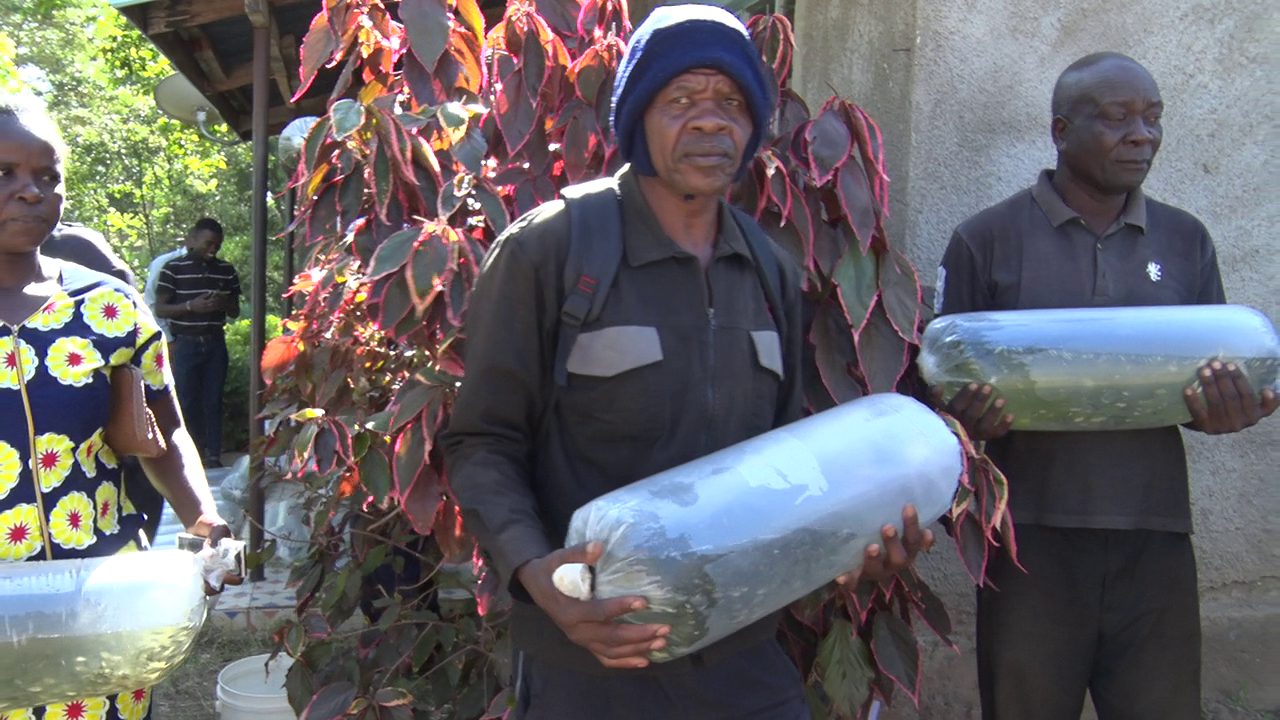 Kakamega to supply 581 000 free fingerlings to farmers