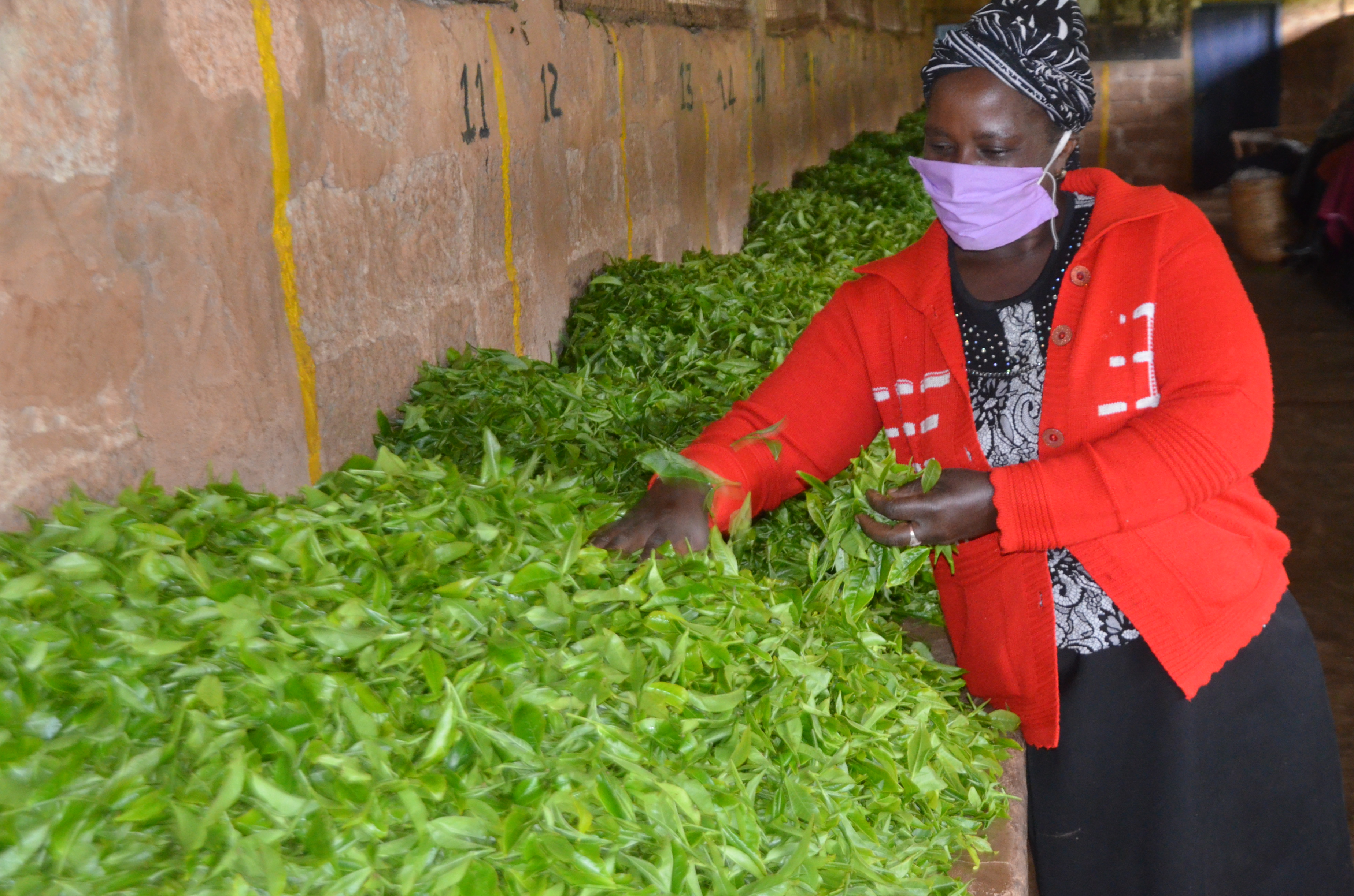 Muranga tea farmers expect high production with the onset of rains