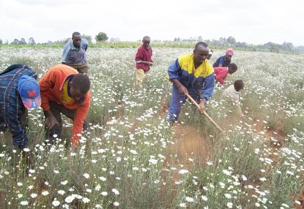 American firm to open a pyrethrum factory in Nakuru