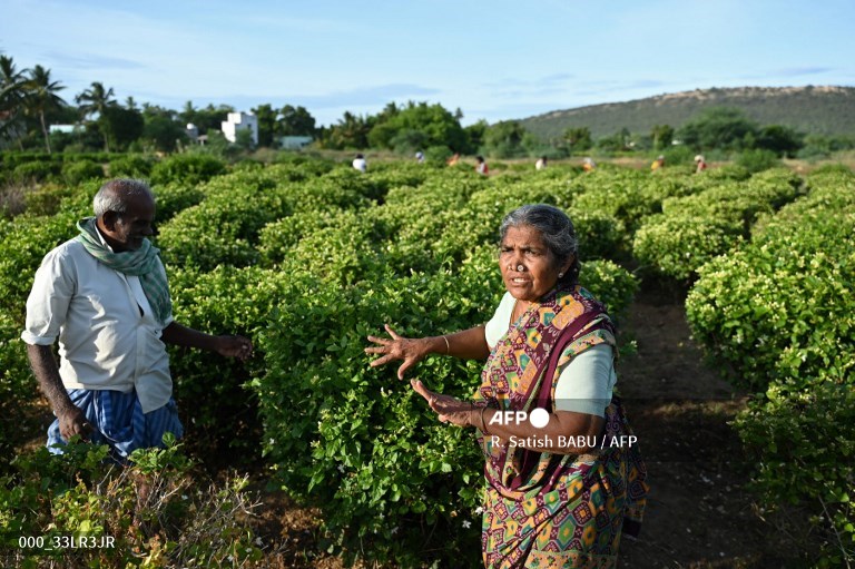 Scent of luxury: India’s jasmine infuses global perfume