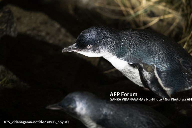 S.Africa enacts fishing ban to protect endangered penguins