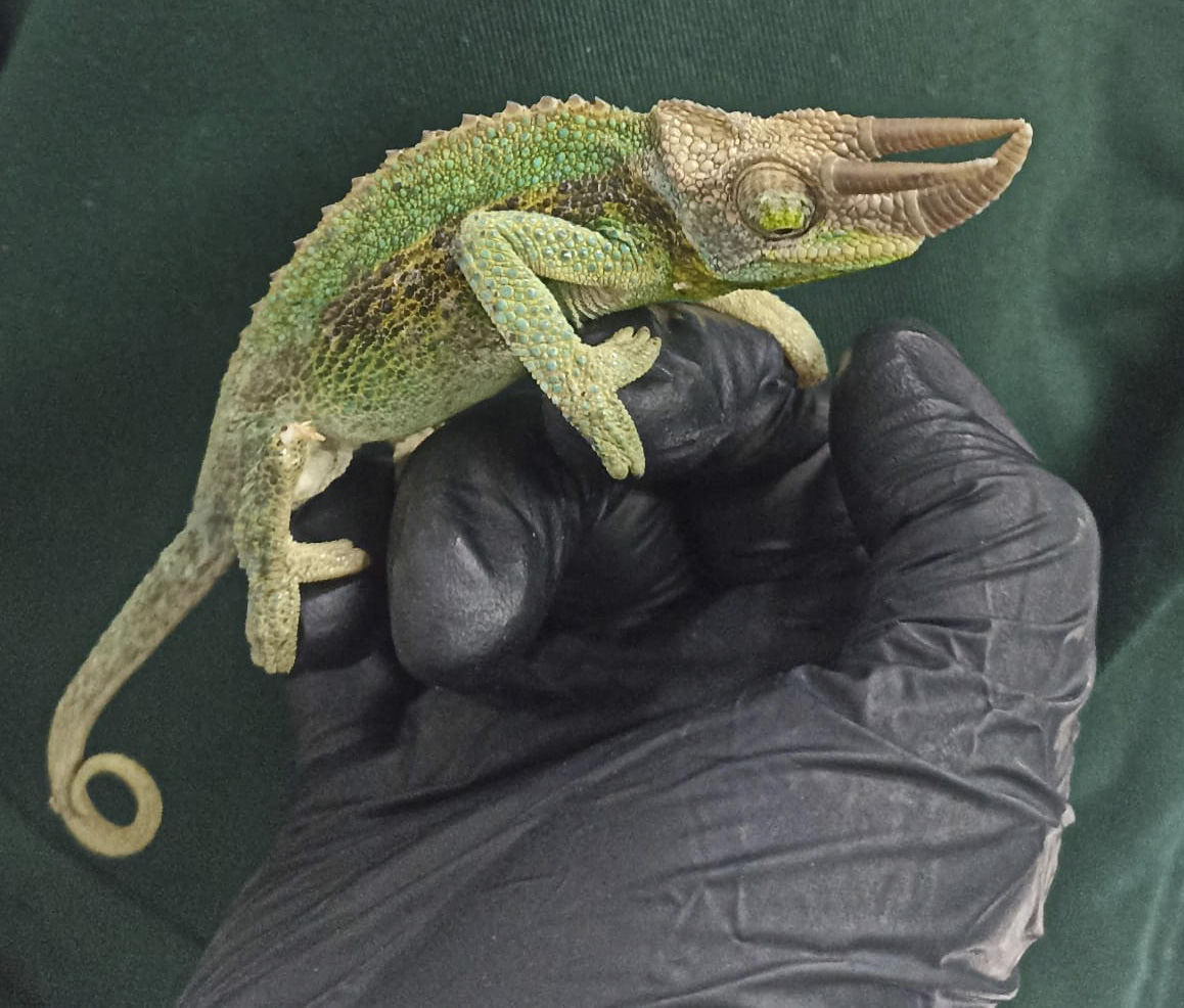Concerns aired over illegal wildlife trade