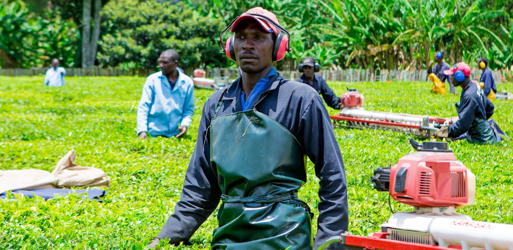 KTDA bets on monitoring system to help tea farms cut high energy costs, boost efficiency