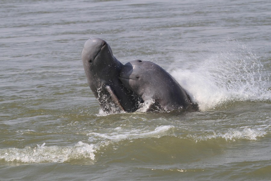 Cambodia logs 2nd newborn rare dolphin in 2024