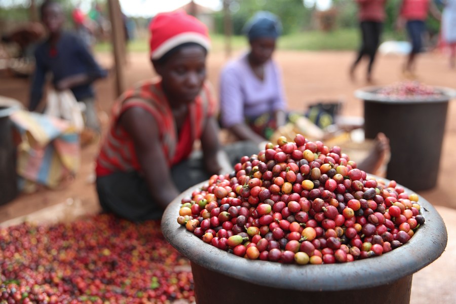 Kenya eyeing Asian coffee buyers to expand export markets