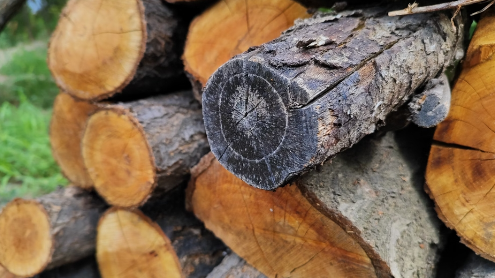 Canada extremely disappointed at U.S. softwood lumber duties: minister