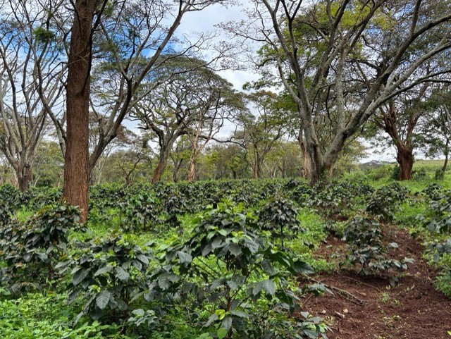 Pamoja raises Sh1.2bn to promote sustainable macadamia nut production