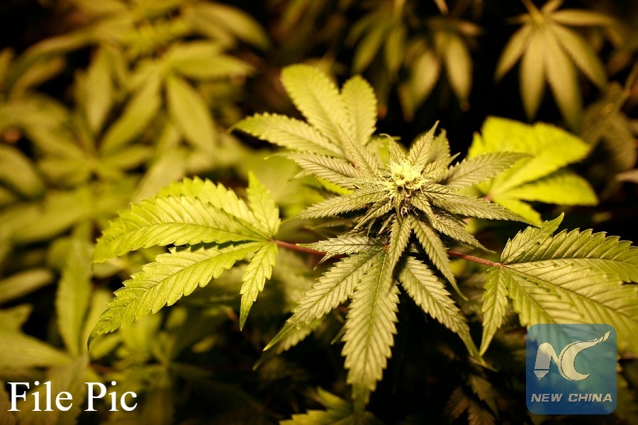 Japan sees record number of people implicated in cannabis cases in 2025