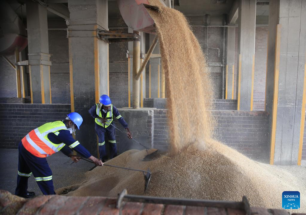 Kenya’s wheat demand exceeds local supply by 92pc – AFA