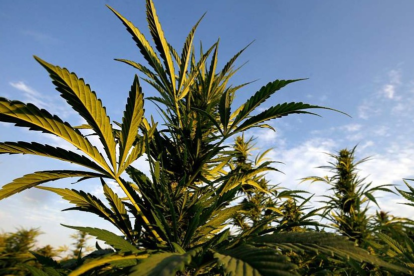 Huge alleged cannabis fraud stubbed out