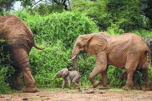 Study shows African elephants call each other by name