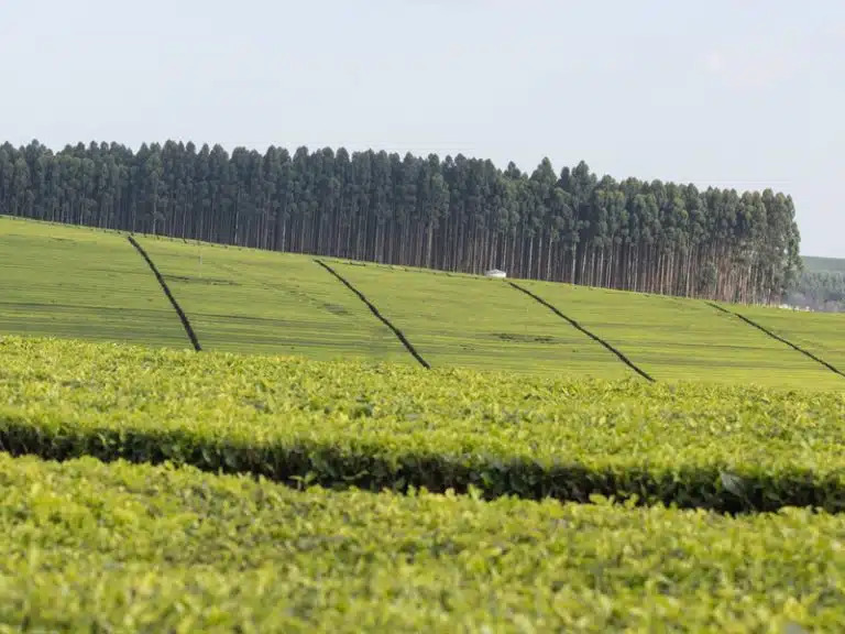 KTMS assures farmers on overseas tea sales
