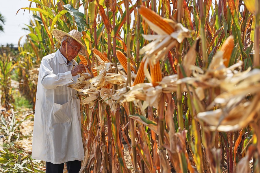 7 GMO crops being tested for performance, farming suitability