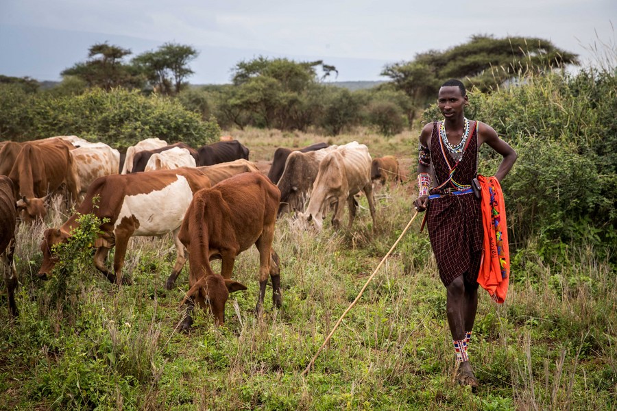City law firm contests govt mass livestock vaccination exercise