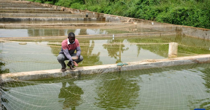 Black soldier fly project to cut fish feed costs, create youth jobs
