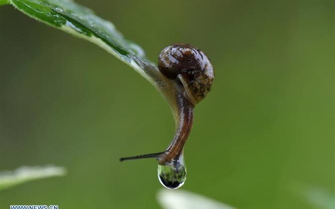 French farm has $104,000 worth of snails stolen