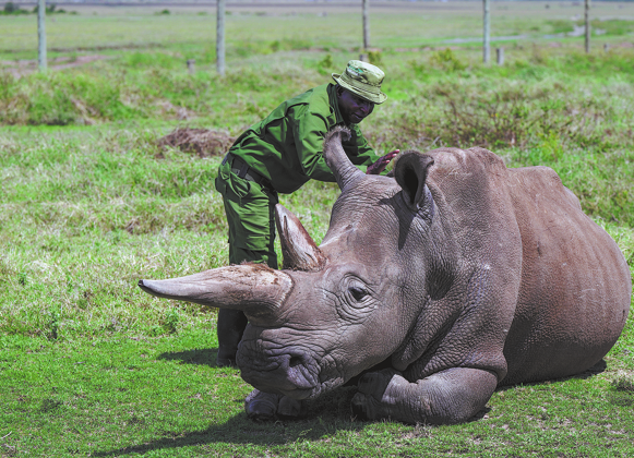 Kenya’s black rhino and elephant populations remain steady, census