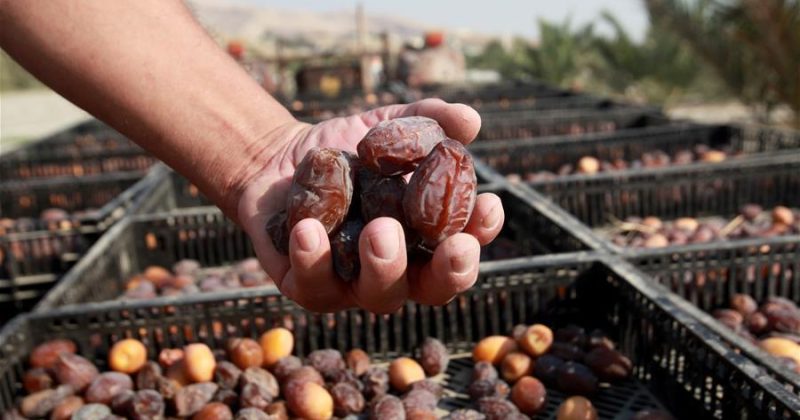 Treasury grants tax relief on date imports ahead of Ramadan