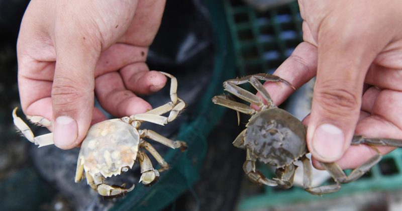 Saudi Arabia discovers rare 465-mln-year-old crab fossils