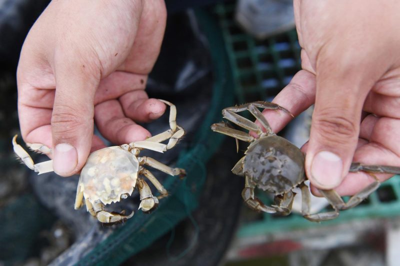 Saudi Arabia discovers rare 465-mln-year-old crab fossils