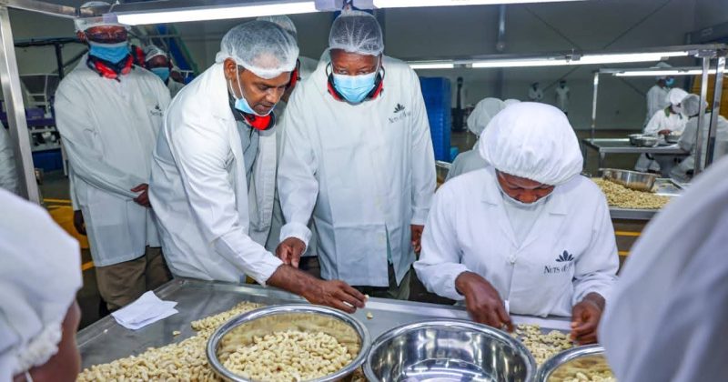Cashew nuts revival to create 350,000 jobs, add Sh30bn to GDP