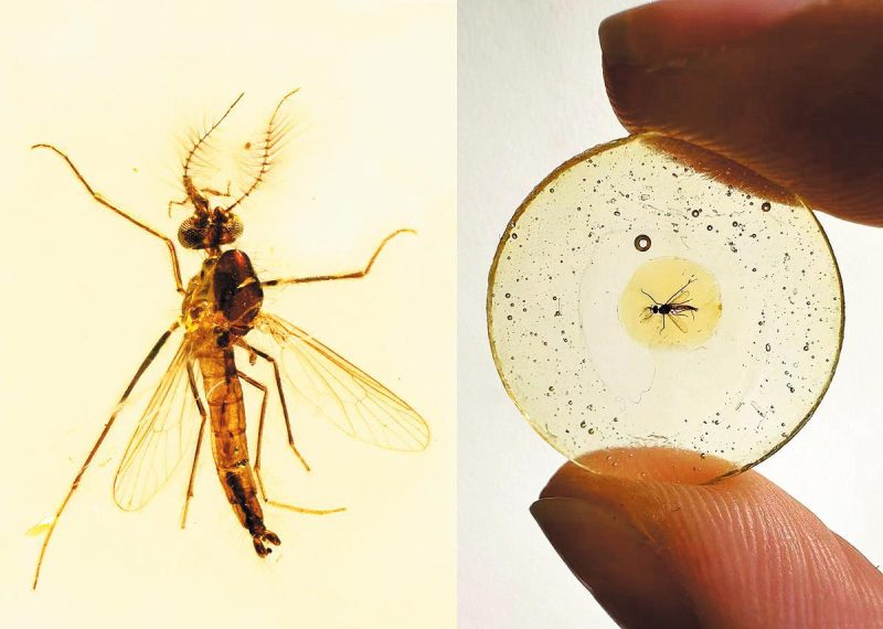 Law firm seeks disclosure, pause on gene-drive mosquito projects