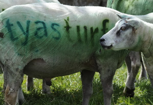 Sheep are disappearing from the UK’s hills – and its dinner plates