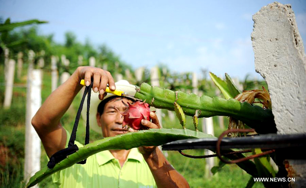 The spiky cactus fruit giving Indian farmers a cash boost