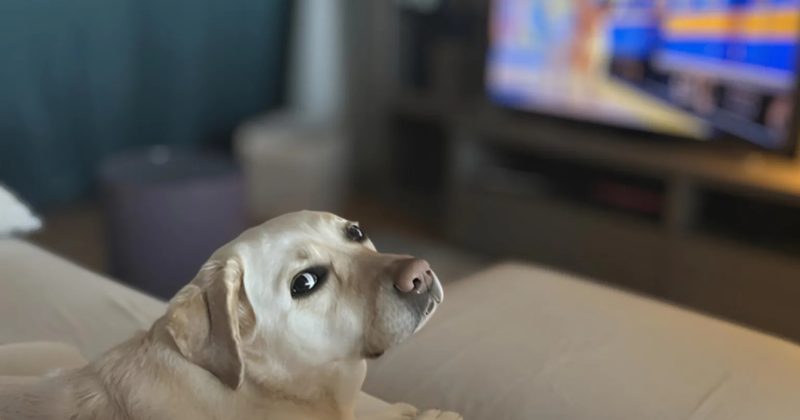 TV for dogs booms but are they watching?